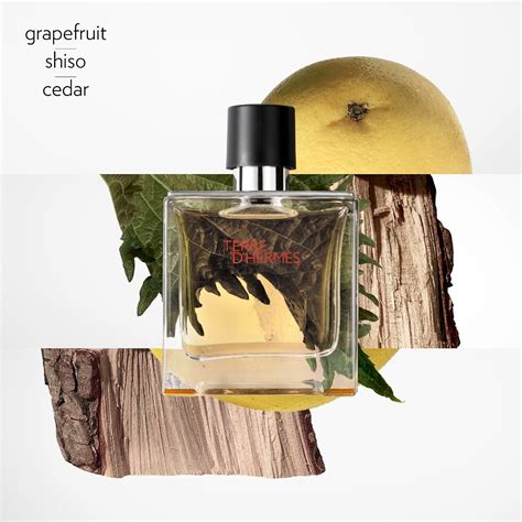 terre d hermes notes olfactives|terre d'hermes perfume.